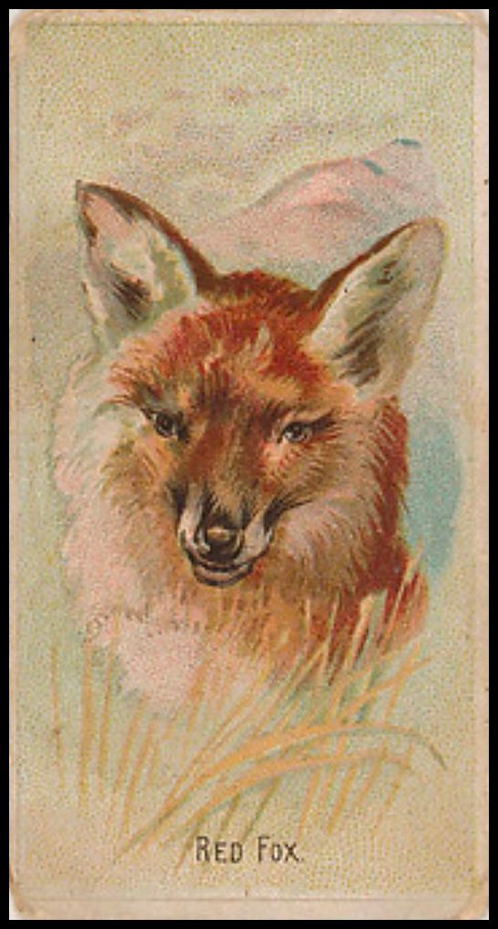 36 Red Fox